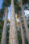 Minnesota