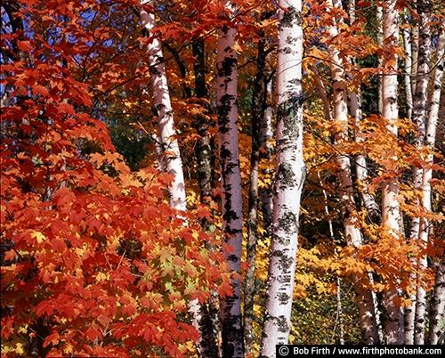 woods;northern Minnesota;autumn;woodlands;white bark;North Shore;MN;Minnesota;maple trees;Maples;fall colors;colorful;birches;birch trees