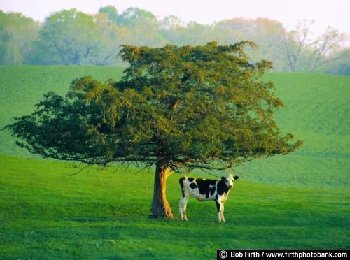 lone cow;Juniper tree;Carver County;summer;farm field;green pasture;solitude;MN;one;animal