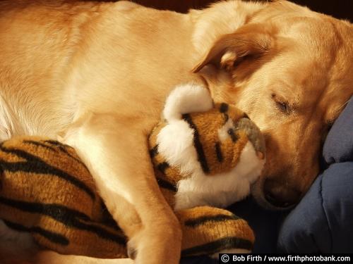 adorable;companionship;cuddling;friends;dog;friendship;sleeping;sleeping with stuffed animal;yellow lab;toy tiger;companion;pet;animal;canine
