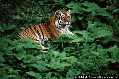 tiger;Minnesota Zoo;Apple Valley;summer;green foliage;Amur Tiger;Panthera tigris altaica;largest cat;stripes;striped coat;majestic;animal;mammal;powerful;wild animal;MN