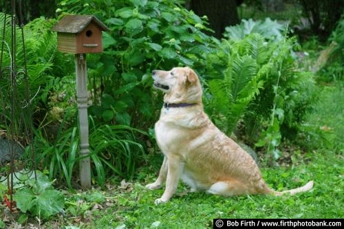 dogs;adorable;birdhouse;garden;golden retriever mix;guard dog;Minnesota;MN;mutt;outdoors;outside;patience;summer;white shepard mix;yard;perserverance;animal;alert;friends;pet;companion;canine