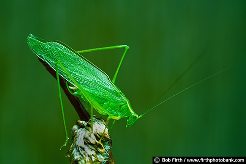 Insect;grasshopper;Caelifera;compound eyes;green;ground dwelling;head thorax and abdomen;hemimetabolous insects;hopper;jumper;large hind wings;leapers;omnivorous;Orthoptera;pair of thread like antennae;plant eater;polyphaglous;powerful hind legs