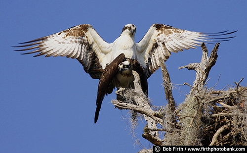 animal;action;blue sky;Florida;mating;nest;nesting;Osprey;Pandion haliaetus;talons;raptor;wildlife;spreading wings