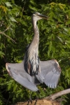 Wildlife / Animals