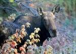 Wildlife / Animals