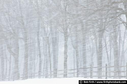 woods;winter;trees;split rail fence;snow storm;rural;photo;Minnesota;fences;blizzard;country;Carver County;MN