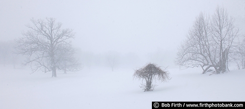 snow storm;blizzard;country;oak savanna;rural;trees;winter;woods