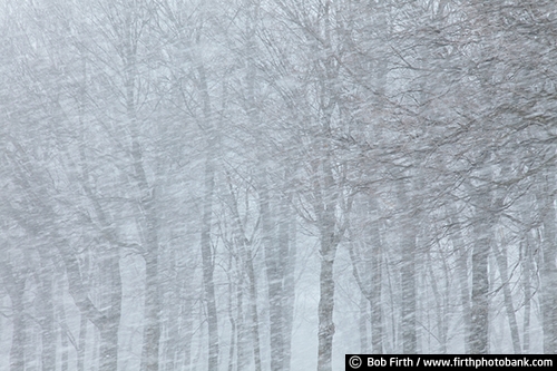 woods;woodland;winter;snow storm;snowy trees;blizzard;WI;Wisconsin;blowing snow