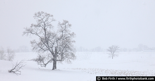 blizzard;country;farm fields;Minnesota;MN;rural;single tree;snow;snow covered fields;snow storm;trees;winter;oak tree;agricultural;agriculture