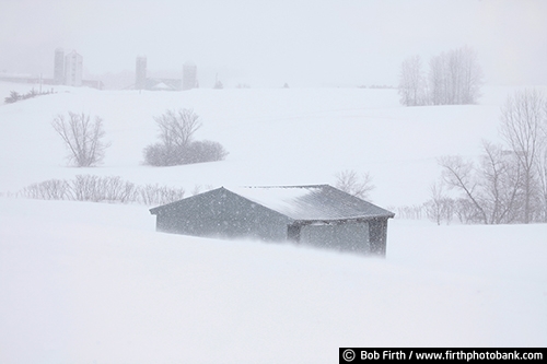 snow storm;sheds;out buildings;rural;winter farm scene;farm fields;country;blizzard;farm buildings;grey barns;snow;trees;agricultural;agriculture;blowing snow