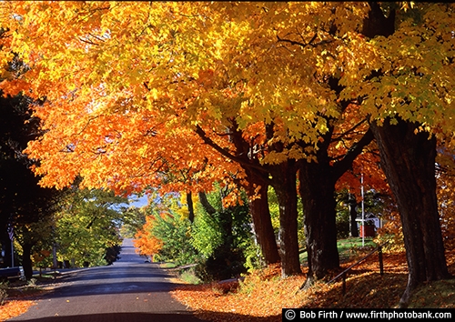 Wisconsin;backroads;Bayfield;fall;fall trees;road;fall color;street;maple trees;tree lined road