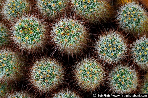 succulent;spines;plant;Pincushion cacti;cacti;cactus