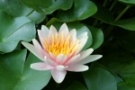 Plants, Flowers, and Mushrooms