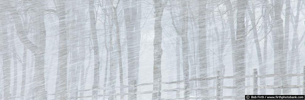 Blizzard n Trees