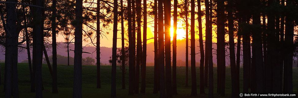 Goose Island Sunset through Pines