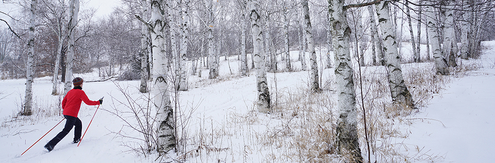 Skiing the Birches