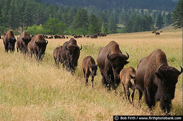 Buffalo Lineup 7219